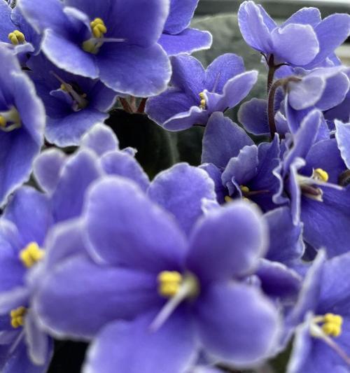 哪种花代表温柔清雅的花语？