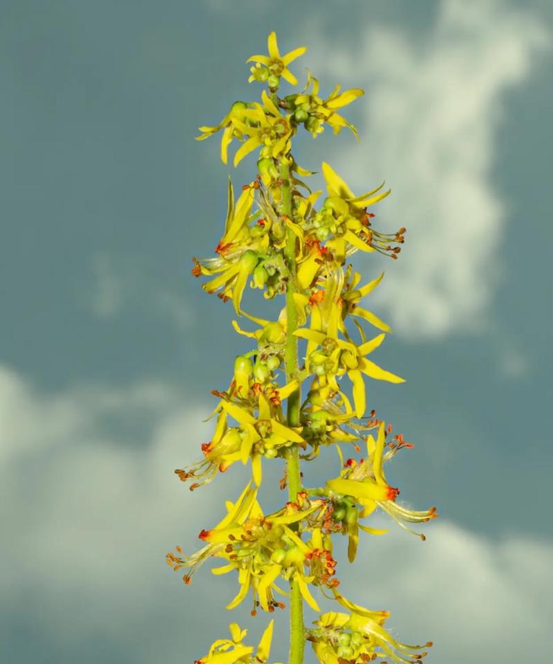 朱栾花的花语和寓意是什么？朱栾花代表的含义是什么？
