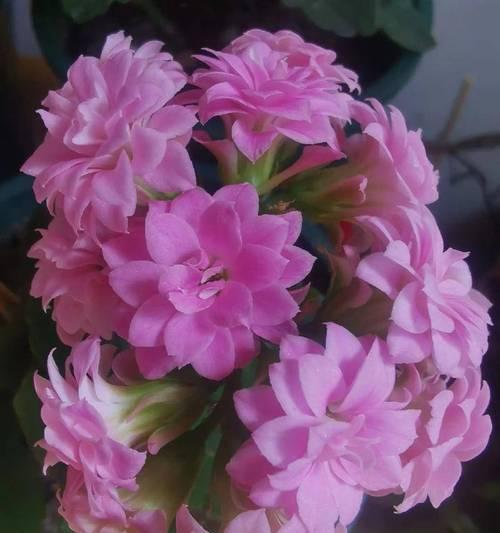哪些花的花语象征着恶运？它们的寓意是什么？