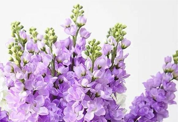 意外收获时应选择哪种花语？花语有何意义？