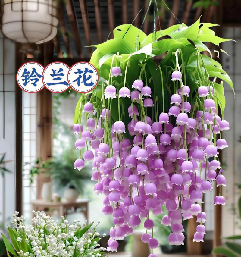 花语哥哥的结局是什么？它的花语含义是什么？