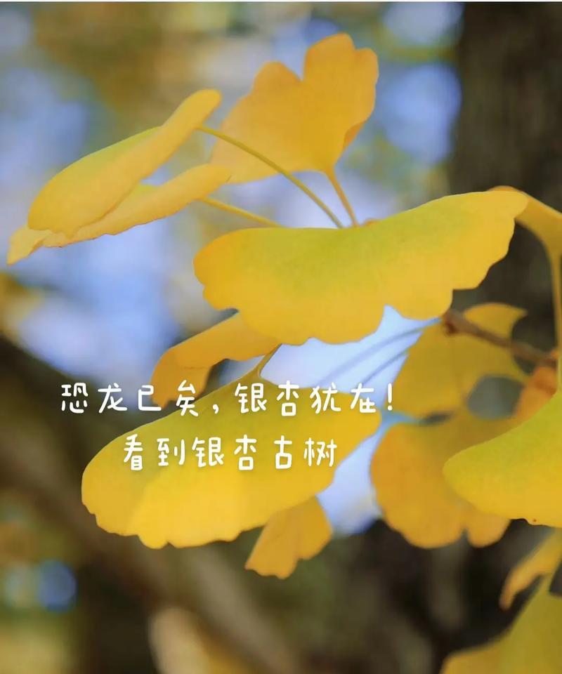 花语哥哥的结局是什么？它的花语含义是什么？