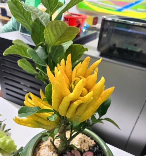 甘蔗花的花语及其寓意是什么？甘蔗花象征着什么？