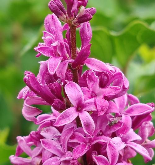 甘蔗花的花语及其寓意是什么？甘蔗花象征着什么？