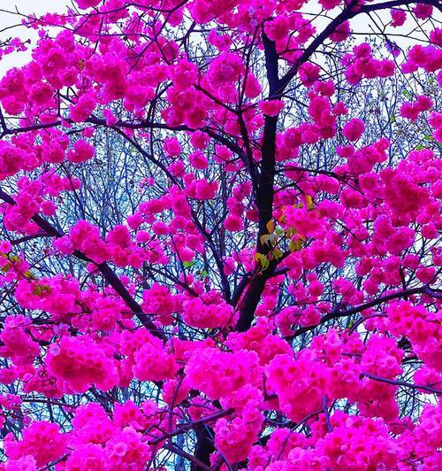 樱花花语代表什么含义？