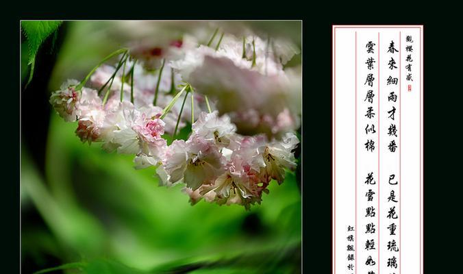 樱花花语代表什么含义？