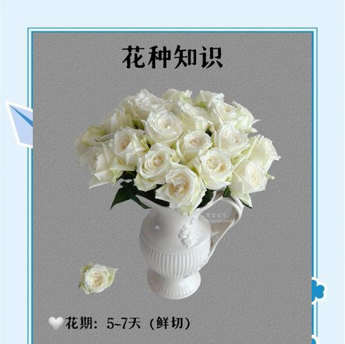 rose一词在花语中代表什么？