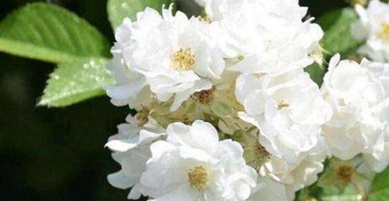 荼蘼花的花语是什么？荼蘼花代表了什么意义？