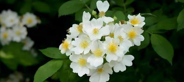 荼蘼花的花语是什么？荼蘼花代表了什么意义？