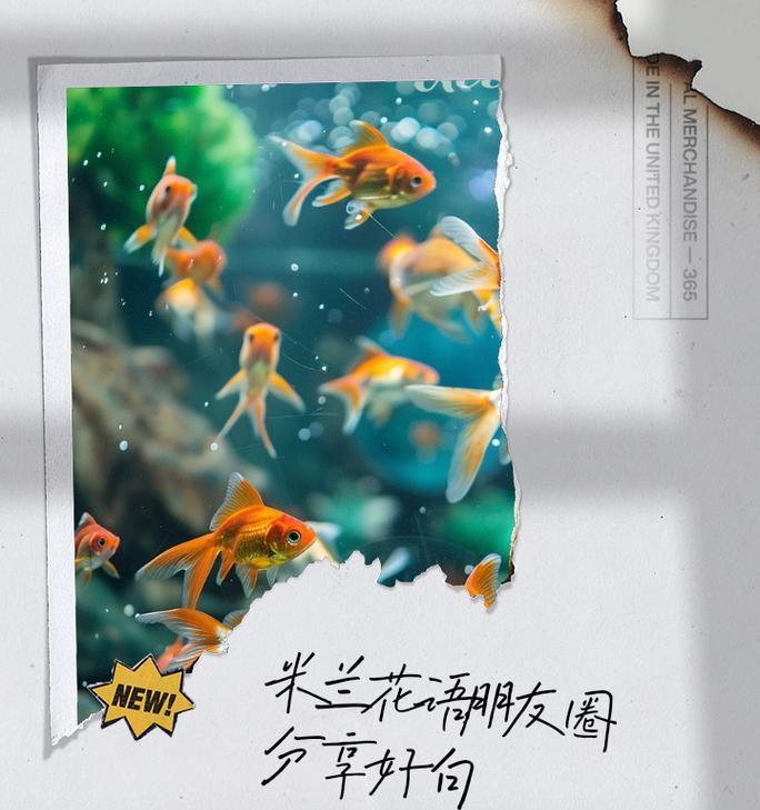 明兰花的花语和寓意是什么？