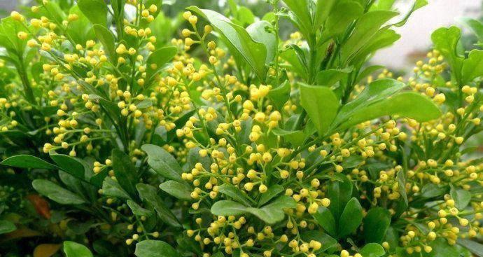 明兰花的花语和寓意是什么？