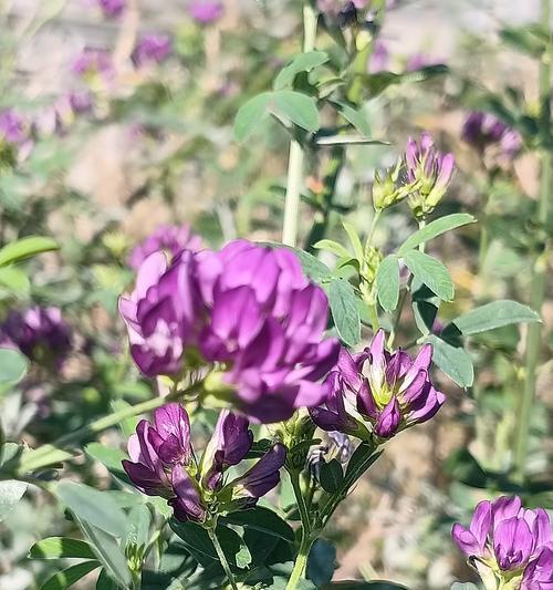 苜蓿的花语是什么？这种花语代表了什么特别的情感或信息？