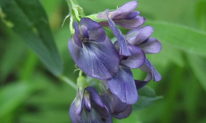 苜蓿的花语是什么？这种花语代表了什么特别的情感或信息？