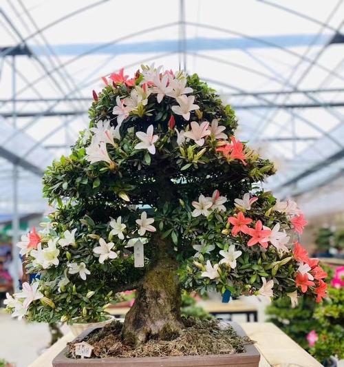 杜鹃花的文化内涵和花语有何联系？