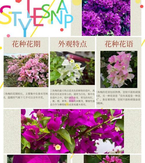杜鹃花的文化内涵和花语有何联系？