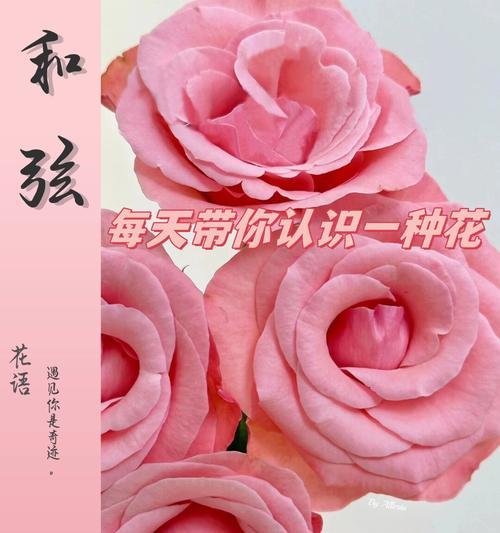 郁闷玫瑰的花语是什么呢？郁闷玫瑰如何表达情感？