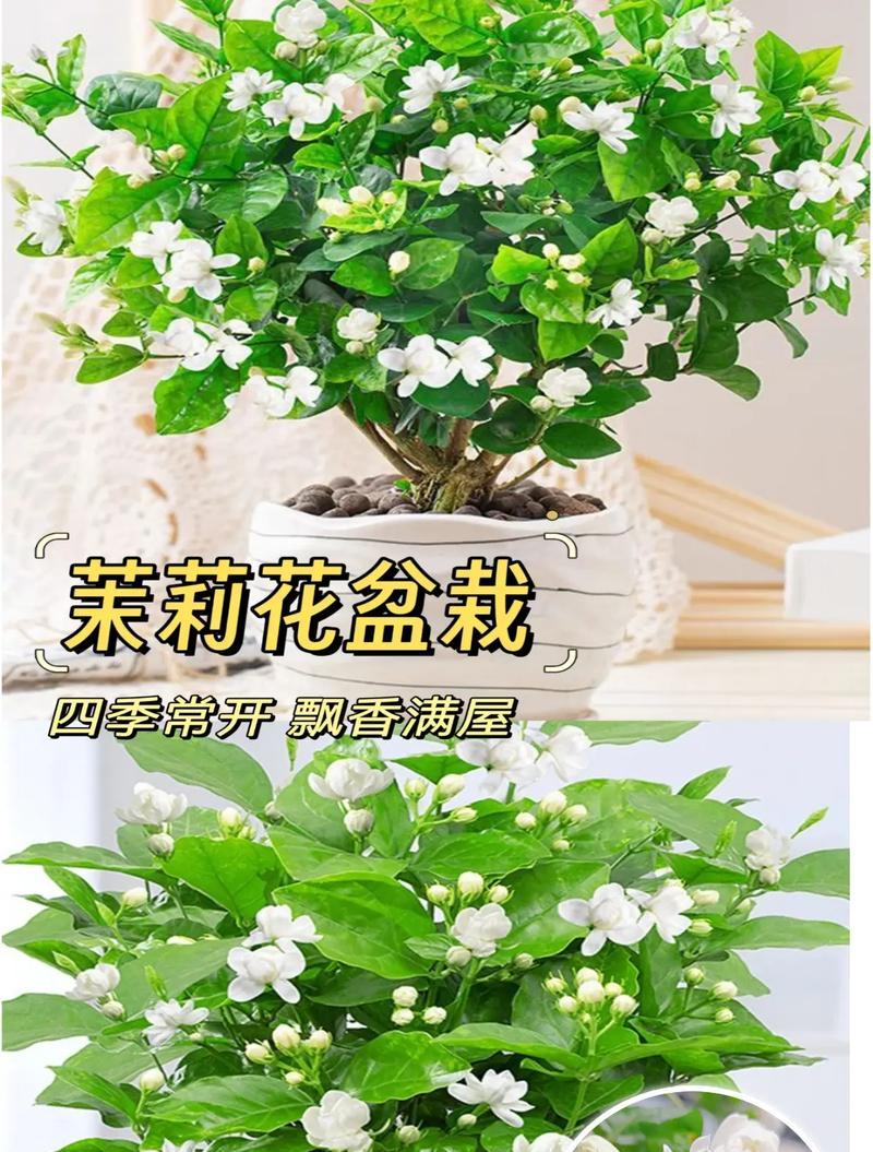 茉莉花送人花语是什么？茉莉花代表了什么情感？