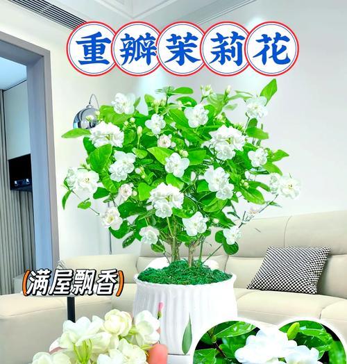 茉莉花送人花语是什么？茉莉花代表了什么情感？