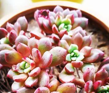 肉肉植物的花语代表了什么？
