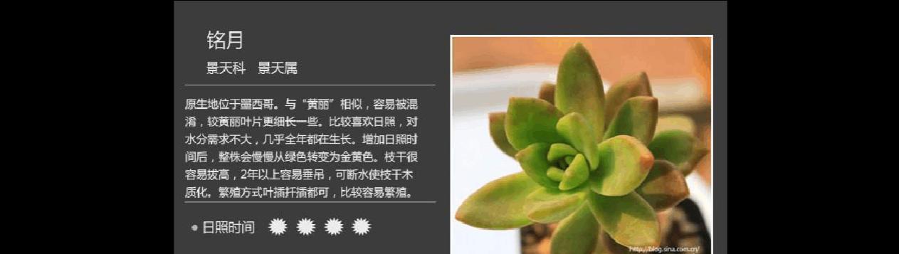 肉肉植物的花语代表了什么？