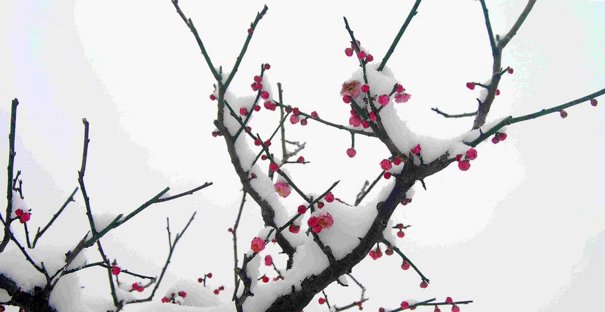 梅花的花语真的是孤傲坚贞吗？