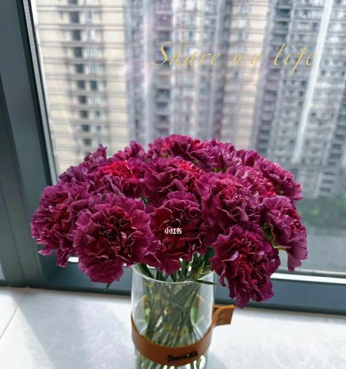 野马康乃馨的花语是什么？如何表达爱意？