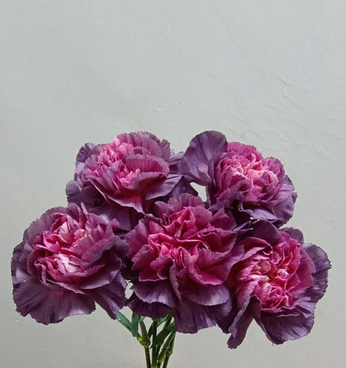 野马康乃馨的花语是什么？如何表达爱意？