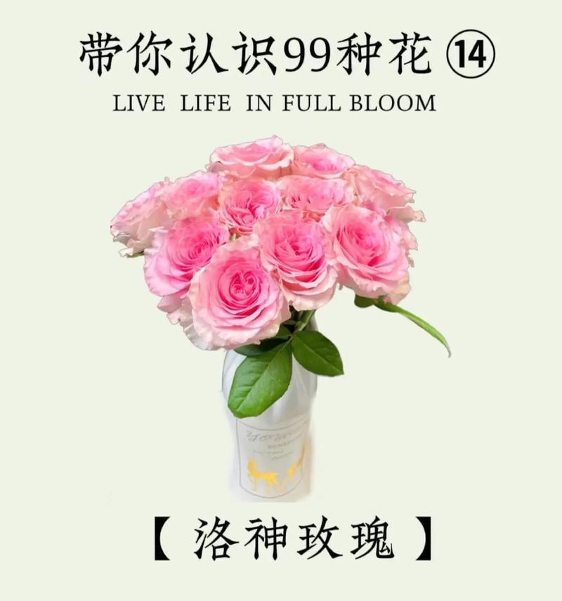 红玫瑰代表热恋吗？花语含义是什么？
