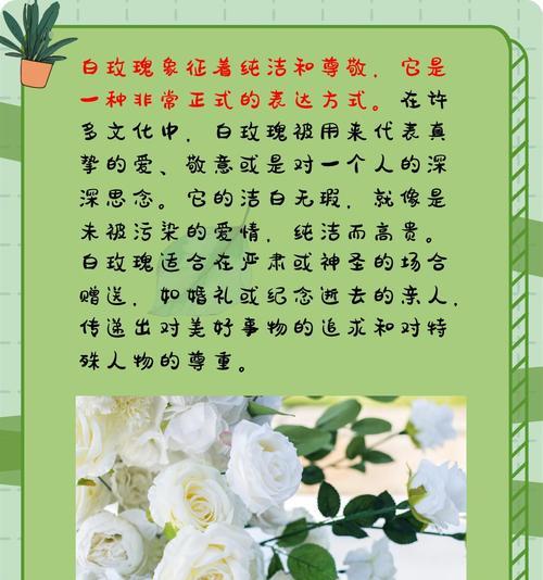 红玫瑰代表热恋吗？花语含义是什么？