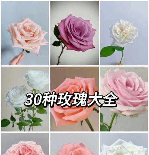 意思好的花语有哪些？如何挑选表达积极情感的花语？