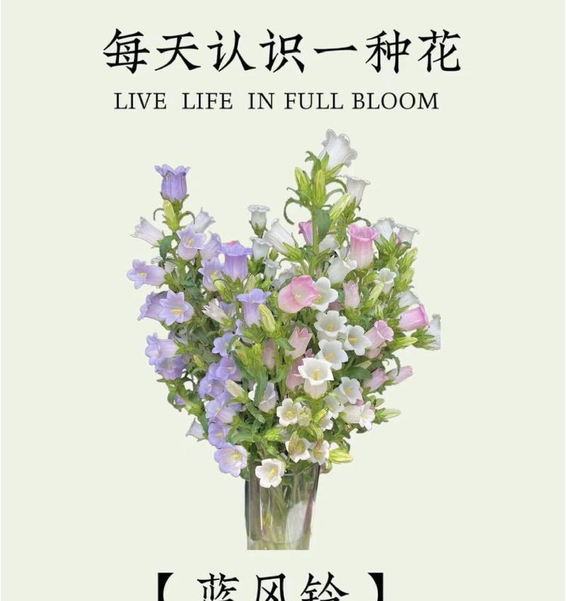 风铃花花语为何只与花有关？