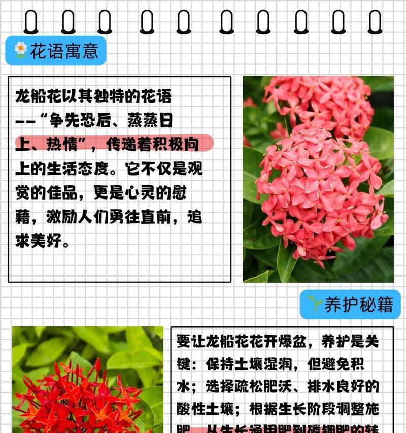 闺蜜送的花代表什么花语？它有何特别含义？