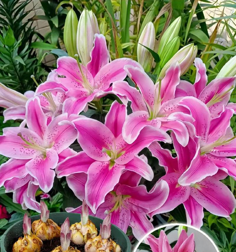 闺蜜送的花代表什么花语？它有何特别含义？
