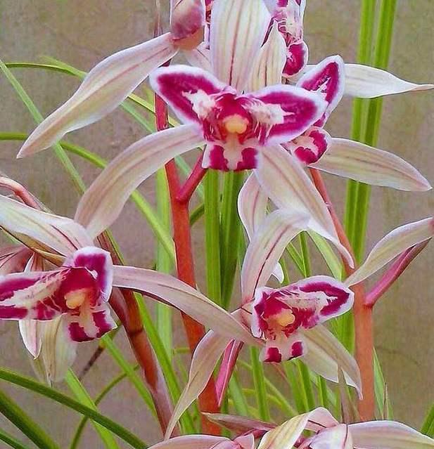 兰花花名寓意及花语是什么？牡丹花加月亮的寓意是什么？