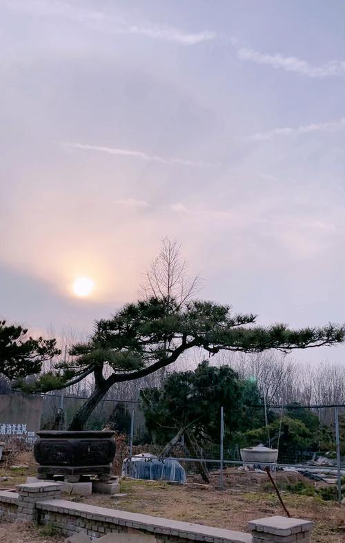 七零八碎的花语有何含义？七零八碎的花代表什么？