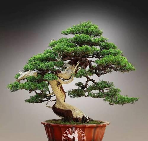 七零八碎的花语有何含义？七零八碎的花代表什么？