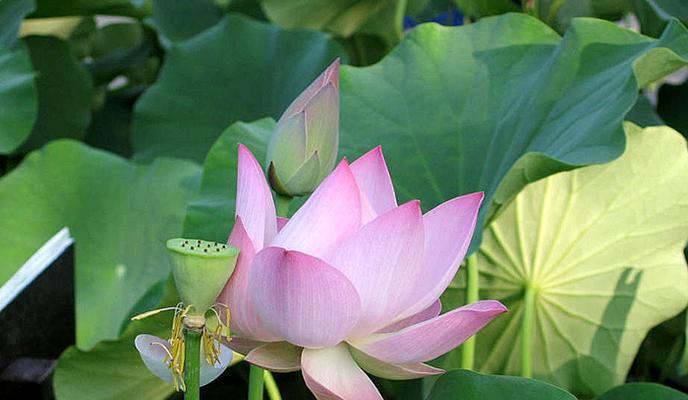 生之花代表的花语是什么？它象征着怎样的生命力？