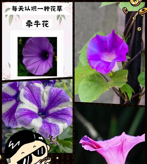 生之花代表的花语是什么？它象征着怎样的生命力？