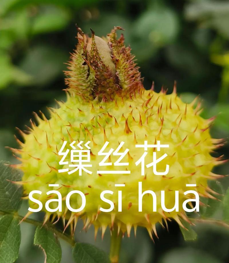 生之花代表的花语是什么？它象征着怎样的生命力？