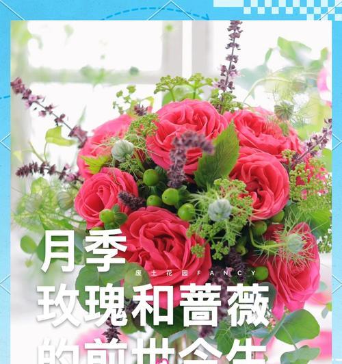 玫瑰与月季的花语有何区别？