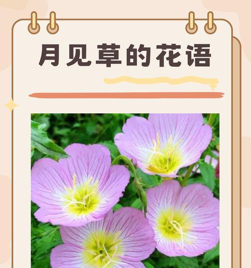 哪种花的花语象征着强大的内心？