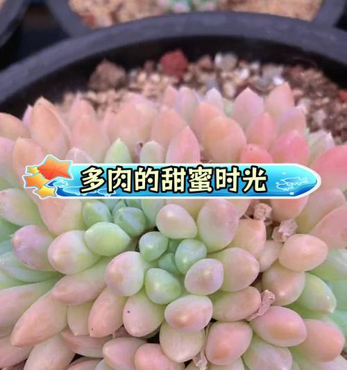 治愈多肉花语有何特别含义？如何用多肉植物表达情感？