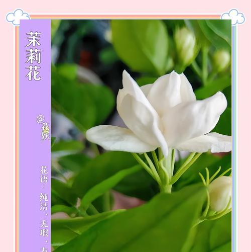 圆叶单瓣茉莉花的寓意是什么？