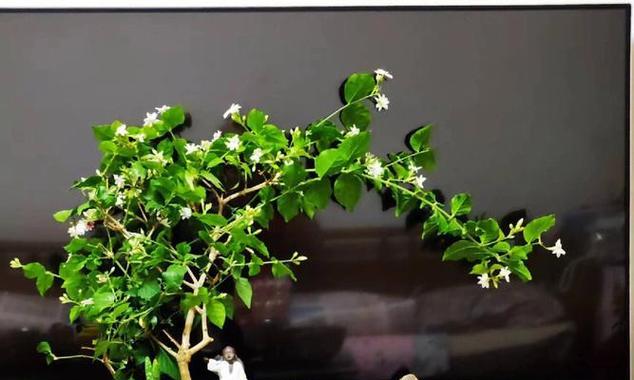 圆叶单瓣茉莉花的寓意是什么？