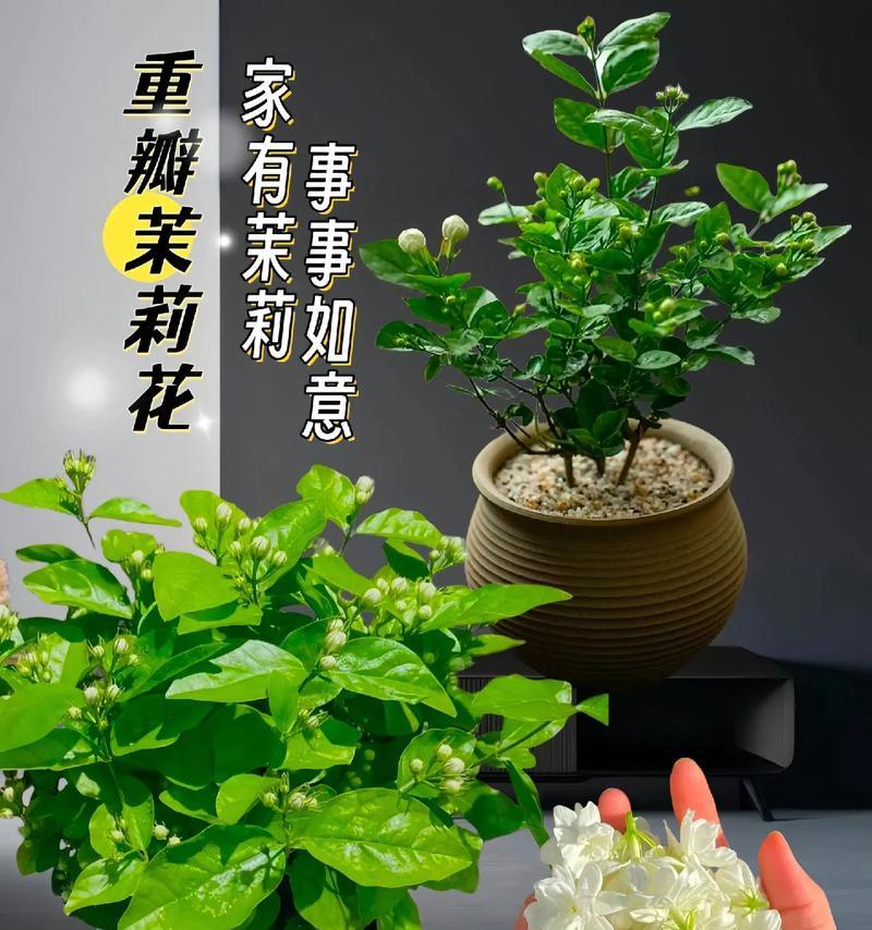 圆叶单瓣茉莉花的寓意是什么？