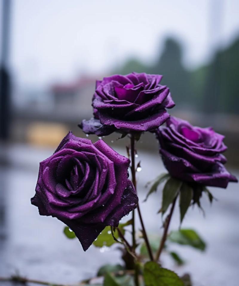 黑白玫瑰相间代表什么？花语有何特别之处？