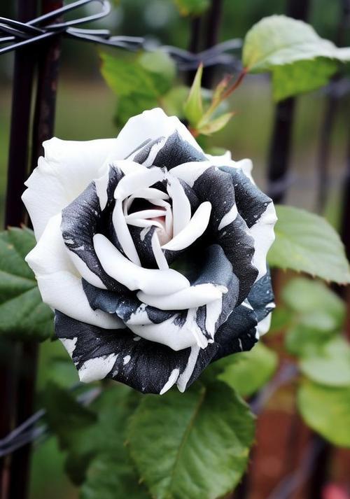 黑白玫瑰相间代表什么？花语有何特别之处？