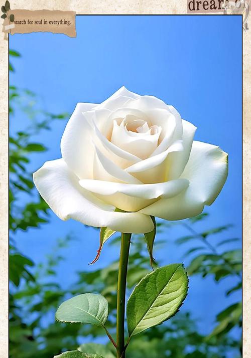 送一支白玫瑰花代表什么？白玫瑰的花语有哪些含义？