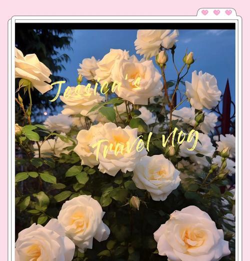 送一支白玫瑰花代表什么？白玫瑰的花语有哪些含义？