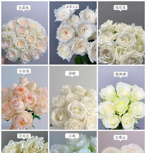 送一支白玫瑰花代表什么？白玫瑰的花语有哪些含义？